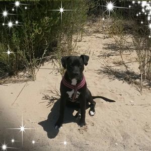 Meet your Posher, Sierra michael